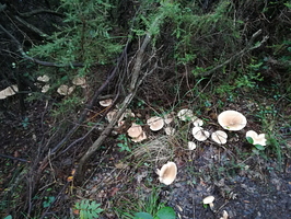 Une multitude de champignons inconnus