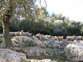 Moutons de Tourris 7 8 9...