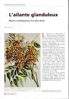 Ailante-glanduleux Garance-voyageuse119 Sept2017