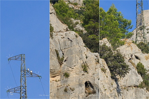 Aigles de Bonelli au Mont-Caume