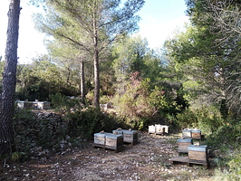 Les ruches de Fontanieu