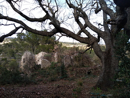 Le chêne remarquable des Olivières