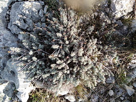 Santoline grise, petit-cyprès, Santolina chamaecyparissus