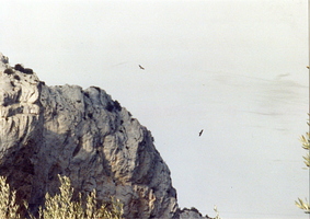 Vol des aigles au dessus du Mont Caume