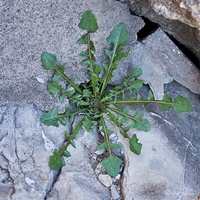 Crépide à feuilles de capselle, Crepis bursifolia