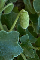 Fruit du cornichon d'âne, Ecballium elaterium