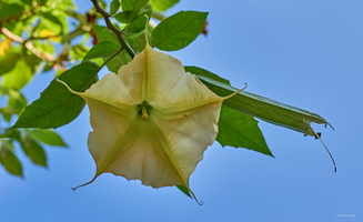 Fleur de datura en arbre, Brugmensia suaveolens