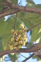 Fruits du Paulownia tomentosa