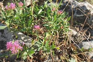 Lilas d'Espagne, Centranthus ruber