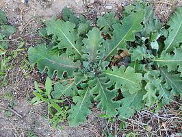 Molène sinuée, Verbascum sinuatum