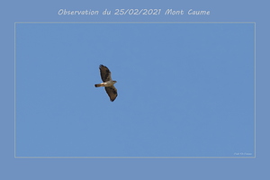 Aigle de Bonelli au Mont-Caume 25 février 2021