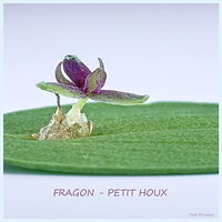 Fragon - Petit houx