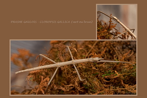 Phasme gaulois - Clonopsis Gallica (vert ou brun)