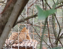 Le tigre, imperturbable...