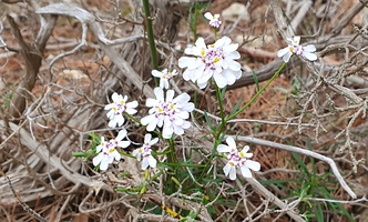 Iberis à feuilles de lin