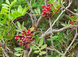 Pistachier lentisque, détail