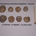 echinodermes-Le-Revest-Le-Rigadu.jpg