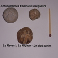 echinodermes-Revest-le-Rigadu.jpg