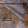 epine-oursin-Revest-Mt-Combe.jpg