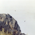 vol-des-aigles-au-dessus-du-mont-caume.jpg