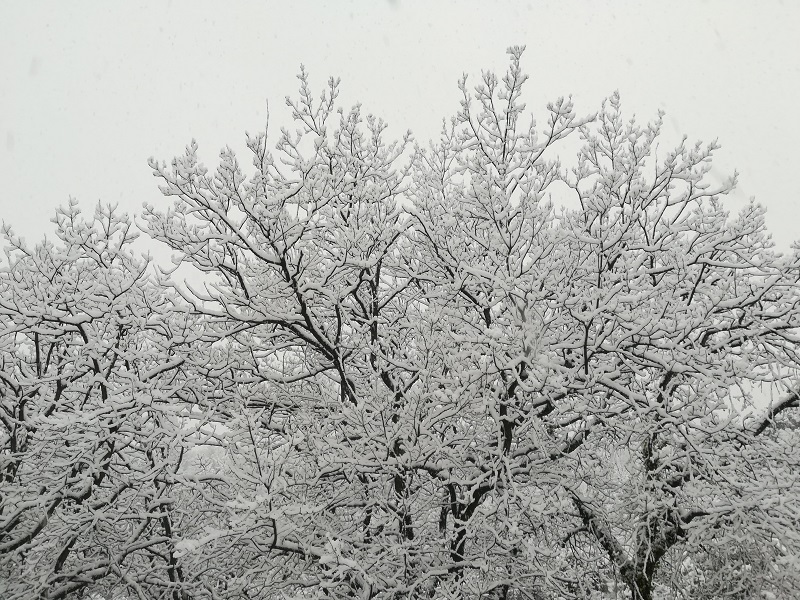 arbre-neige-fontanieu.jpg